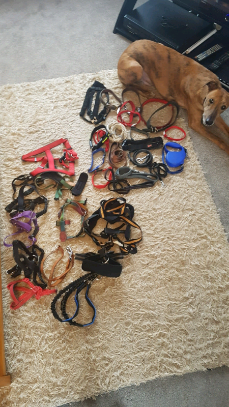 gumtree dog accessories